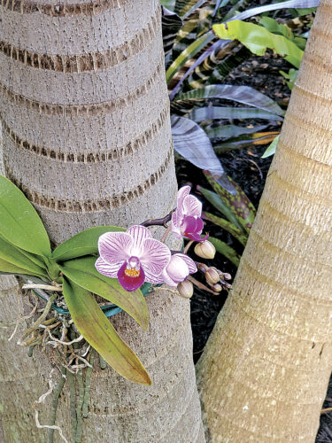 Growing orchids in trees